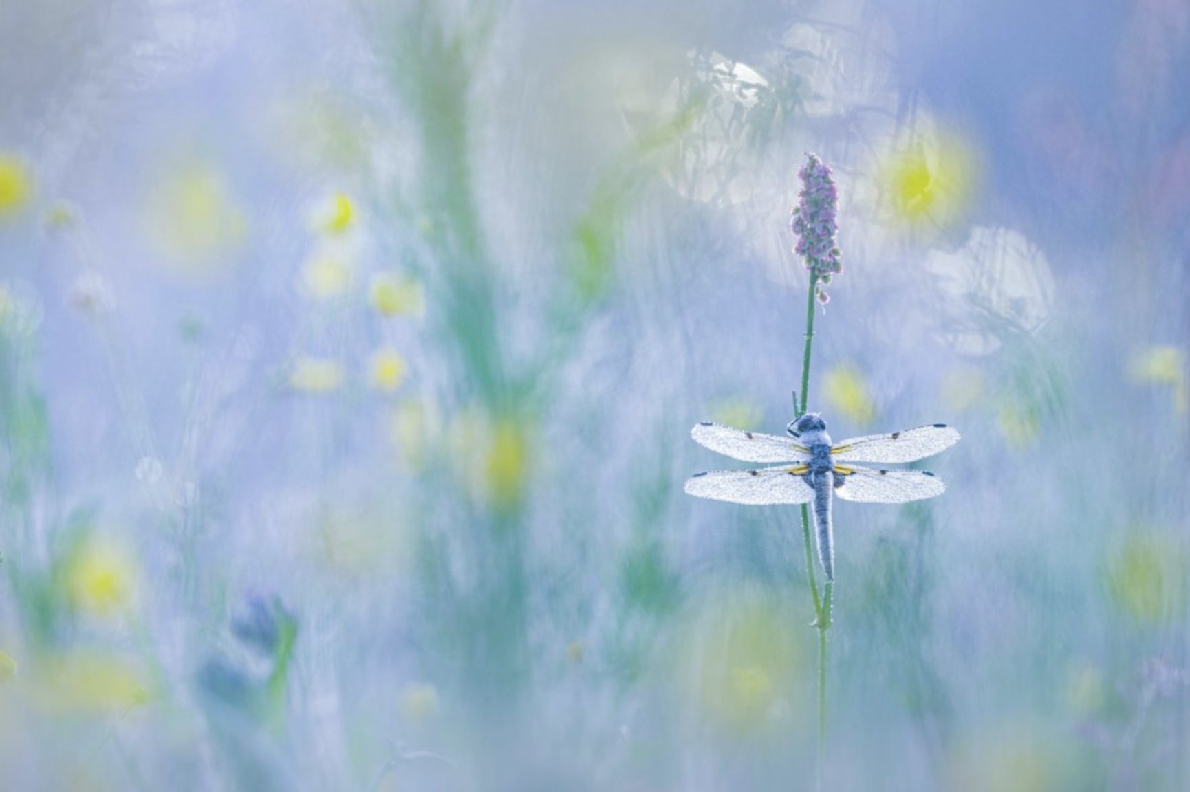 About Nature Scents