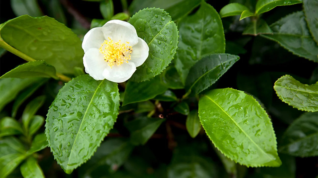 Sparkling White Tea NO.1